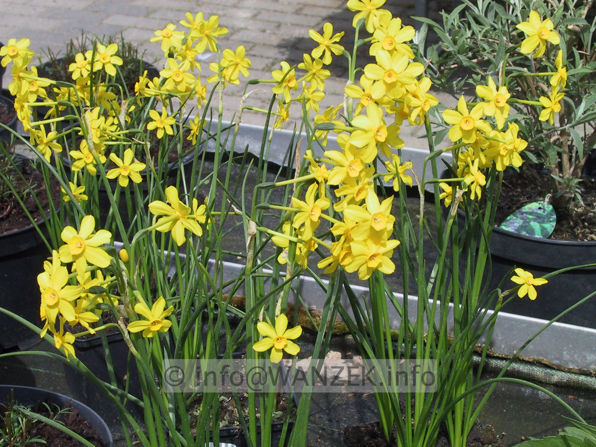 Narcissus botanicus Baby Moon 03.JPG